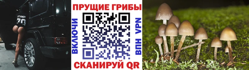 купить наркотики сайты  Заинск  Галлюциногенные грибы мухоморы 